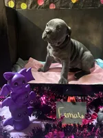 Pup 3, a female Cane Corso for sale in Wellsville, NY – 1 of 3
