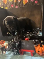 Pup 9, a male Cane Corso for sale in Wellsville, NY – 2 of 3