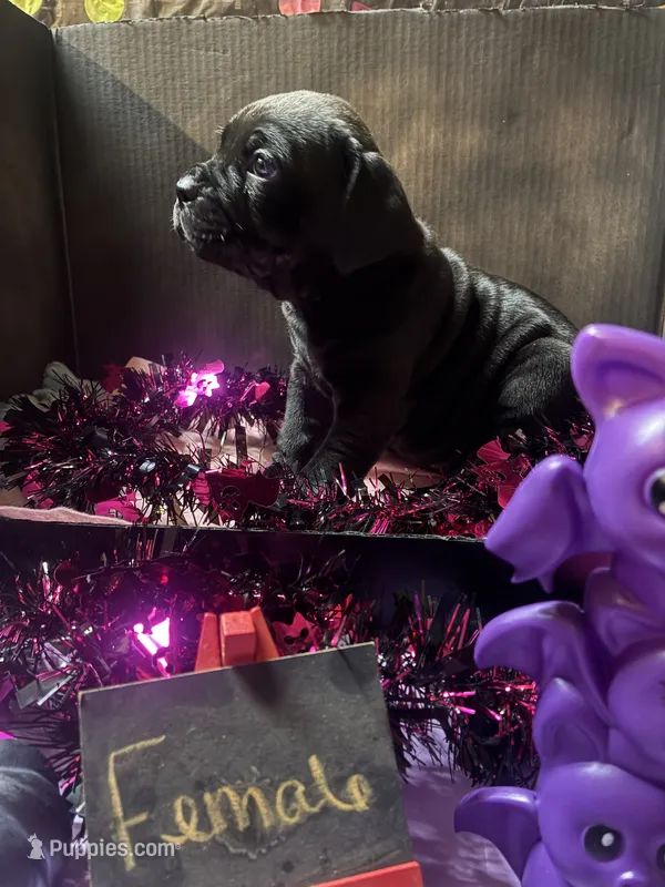 Pup 1 – Cane Corso puppy for sale in Wellsville, NY