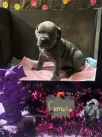 Pup 3, a female Cane Corso for sale in Wellsville, NY – 3 of 3