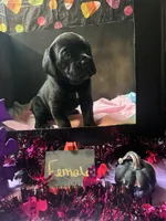 Pup 2, a female Cane Corso for sale in Wellsville, NY – 3 of 3