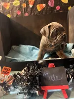 Pup 8 , a male Cane Corso for sale in Wellsville, NY – 3 of 3