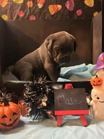 Pup 6, a male Cane Corso for sale in Wellsville, NY – 2 of 3
