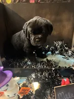 Pup 11, a male Cane Corso for sale in Wellsville, NY – 1 of 3