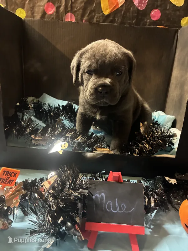 Pup 7 – Cane Corso puppy for sale in Wellsville, NY