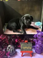 Pup 4, a female Cane Corso for sale in Wellsville, NY – 2 of 3