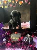 Pup 2, a female Cane Corso for sale in Wellsville, NY – 2 of 3