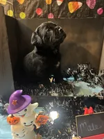 Pup 11, a male Cane Corso for sale in Wellsville, NY – 2 of 3