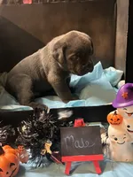 Pup 6, a male Cane Corso for sale in Wellsville, NY – 3 of 3
