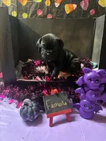 Pup 1, a female Cane Corso for sale in Wellsville, NY – 3 of 3
