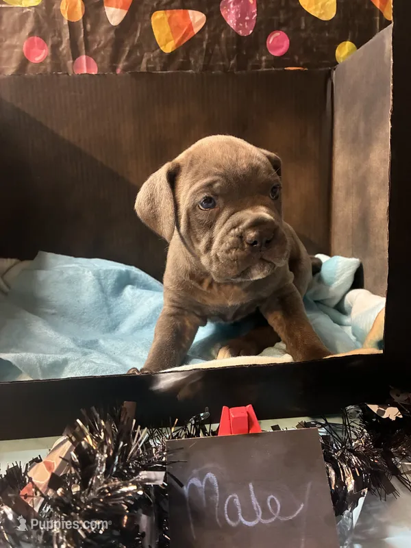 Pup 8  – Cane Corso puppy for sale in Wellsville, NY