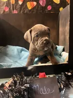 Pup 8 , a male Cane Corso for sale in Wellsville, NY – 1 of 3