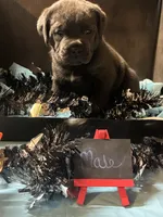 Pup 7, a male Cane Corso for sale in Wellsville, NY – 3 of 3