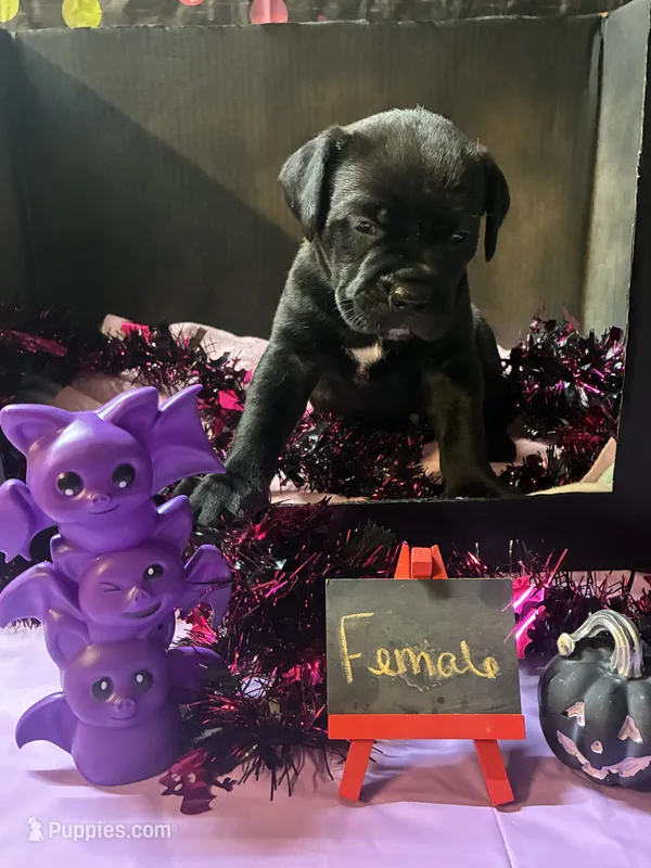 Pup 5 – Cane Corso puppy for sale in Wellsville, NY