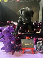 Pup 5, a female Cane Corso for sale in Wellsville, NY – 1 of 3