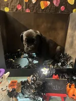 Pup 9, a male Cane Corso for sale in Wellsville, NY – 3 of 3