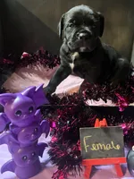 Pup 5, a female Cane Corso for sale in Wellsville, NY – 3 of 3