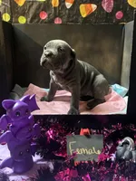 Pup 3, a female Cane Corso for sale in Wellsville, NY – 2 of 3