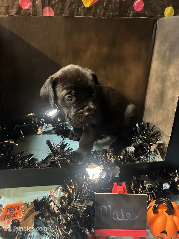 Pup 9 – Cane Corso puppy for sale in Wellsville, NY