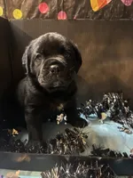 Pup 11, a male Cane Corso for sale in Wellsville, NY – 3 of 3
