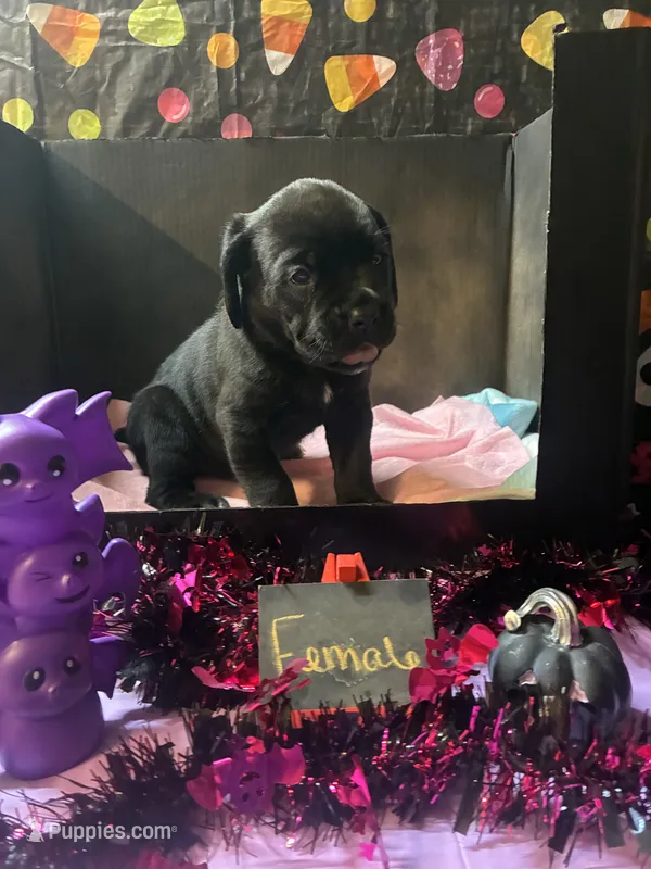 Pup 2 – Cane Corso puppy for sale in Wellsville, NY