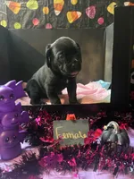 Pup 2, a female Cane Corso for sale in Wellsville, NY – 1 of 3