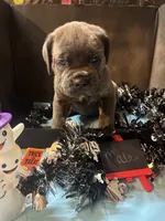 Pup 10, a male Cane Corso for sale in Wellsville, NY – 3 of 3