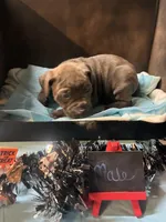 Pup 8 , a male Cane Corso for sale in Wellsville, NY – 2 of 3