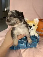 Brownie, a female French Bulldog for sale in Goose Creek, SC – 5 of 8