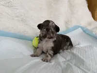 Brownie, a female French Bulldog for sale in Goose Creek, SC – 6 of 8