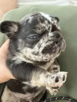 Sesame, a male French Bulldog for sale in Goose Creek, SC – 5 of 8