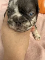 Cinnamon, a female French Bulldog for sale in Goose Creek, SC – 7 of 9