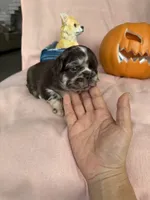 Cinnamon, a female French Bulldog for sale in Goose Creek, SC – 5 of 9