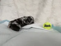 Oreo, a male French Bulldog for sale in Goose Creek, SC – 3 of 5