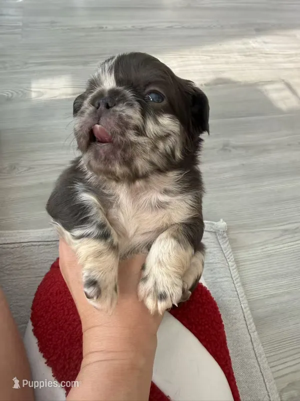 Cinnamon – French Bulldog puppy for sale in Goose Creek, SC