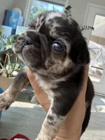 Sesame, a male French Bulldog for sale in Goose Creek, SC – 1 of 8