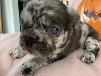 Coco, a female French Bulldog for sale in Goose Creek, SC – 5 of 8