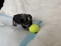 Sesame, a male French Bulldog for sale in Goose Creek, SC – 7 of 8