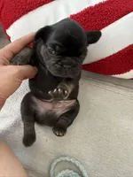 Bear, a male French Bulldog for sale in Goose Creek, SC – 4 of 10
