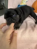 Bear, a male French Bulldog for sale in Goose Creek, SC – 6 of 10