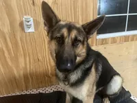 Max, a male German Shepherd Dog for sale in Goose Creek, SC – Photo 3 of 5