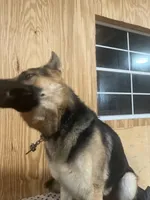 Max, a male German Shepherd Dog for sale in Goose Creek, SC – Photo 5 of 5
