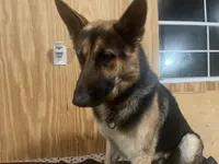 Max, a male German Shepherd Dog for sale in Goose Creek, SC – Photo 4 of 5