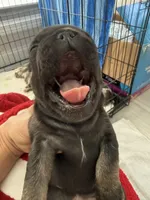 Bear, a male French Bulldog for sale in Goose Creek, SC – 7 of 10