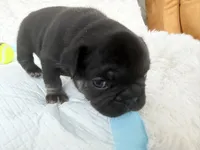 Bear, a male French Bulldog for sale in Goose Creek, SC – 10 of 10