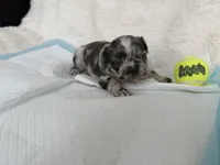 Oreo, a male French Bulldog for sale in Goose Creek, SC – 4 of 5