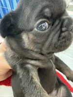 Bear, a male French Bulldog for sale in Goose Creek, SC – 8 of 10