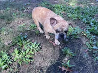 Lucy, a female French Bulldog for sale in Goose Creek, SC – Photo 2 of 3