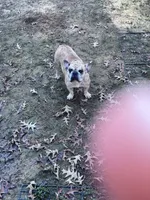 Lucy, a female French Bulldog for sale in Goose Creek, SC – Photo 3 of 3