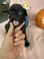 Luna, a female French Bulldog for sale in Goose Creek, SC – 1 of 10